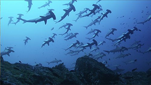 Der wilde Pazifik 4K: Die Schönheit des Lebens – 4k Ultra HD Blu-ray - 2