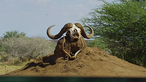 Serengeti – 4k Ultra HD Blu-ray - 2