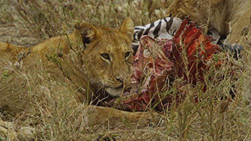 Serengeti – 4k Ultra HD Blu-ray - 12
