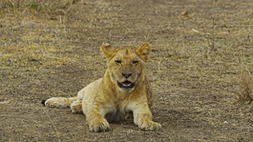 Serengeti – 4k Ultra HD Blu-ray - 3