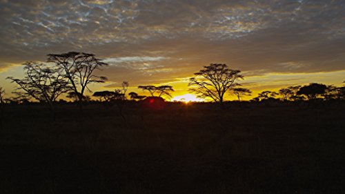 Serengeti – 4k Ultra HD Blu-ray - 4