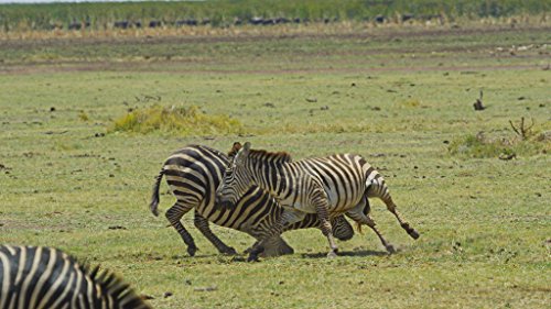 Serengeti – 4k Ultra HD Blu-ray - 5