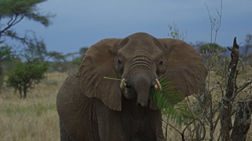 Serengeti – 4k Ultra HD Blu-ray - 10