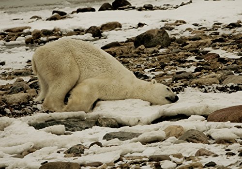 Wonders of the Arctic – 4k Ultra HD Blu-ray - 4