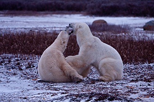 Wonders of the Arctic – 4k Ultra HD Blu-ray - 9