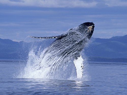 Humpback Whales – 4k Ultra HD Blu-ray - 6
