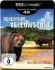 Adventure Yellowstone: Der Ruf der Wildnis – 4K Blu-ray (UHD Blu-ray Disc)