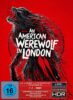 An American Werewolf in London (S. Woolston Ultimate Edition) – 4K Blu-ray (UHD + Blu-ray Disc)