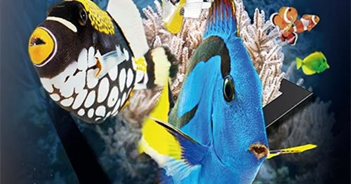 Aquarium 4k Ultra HD News