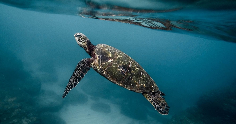 „Great Barrier Reef 4K“ – Die letzte Chance das Korallenriff zu sehen?