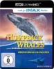 Humpback Whales – 4K Blu-ray (UHD Blu-ray Disc)