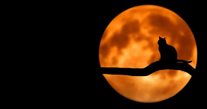Katze Halloween Mondschein