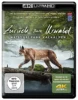 Zurück zum Urwald – Der Nationalpark Kalkalpen – 4K Blu-ray (UHD Blu-ray Disc)